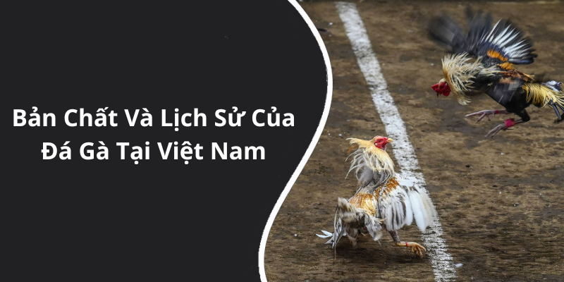 Bản Chất Và Lịch Sử Của Đá Gà Tại Việt Nam