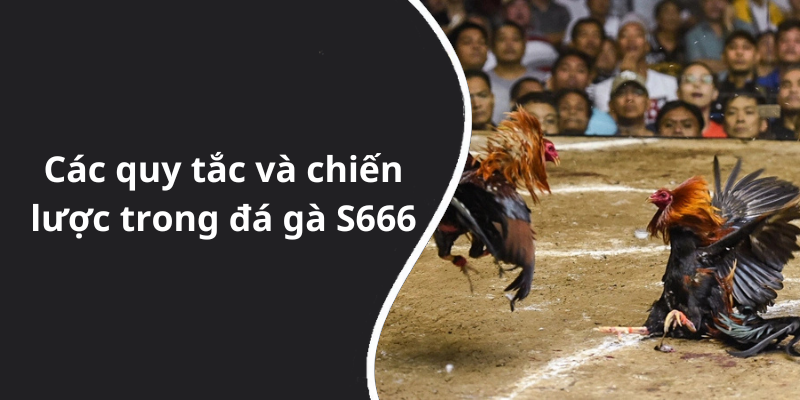 Các quy tắc và chiến lược trong đá gà S666