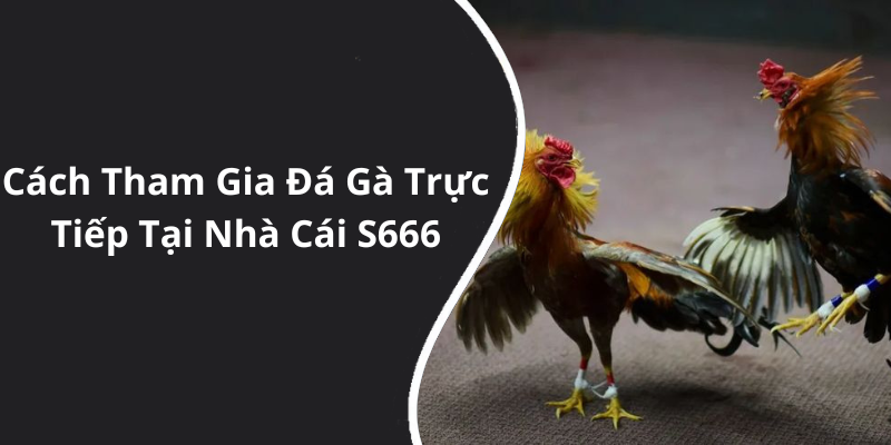 Cách Tham Gia Đá Gà Trực Tiếp Tại Nhà Cái S666