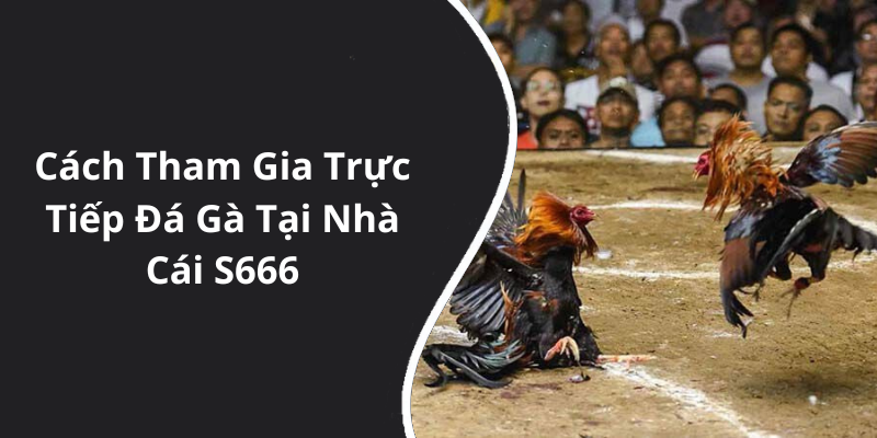 Cách Tham Gia Trực Tiếp Đá Gà Tại Nhà Cái S666