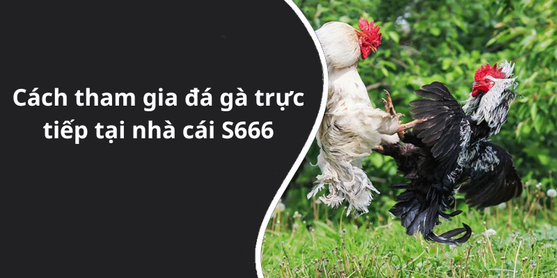 Cách tham gia đá gà trực tiếp tại nhà cái S666