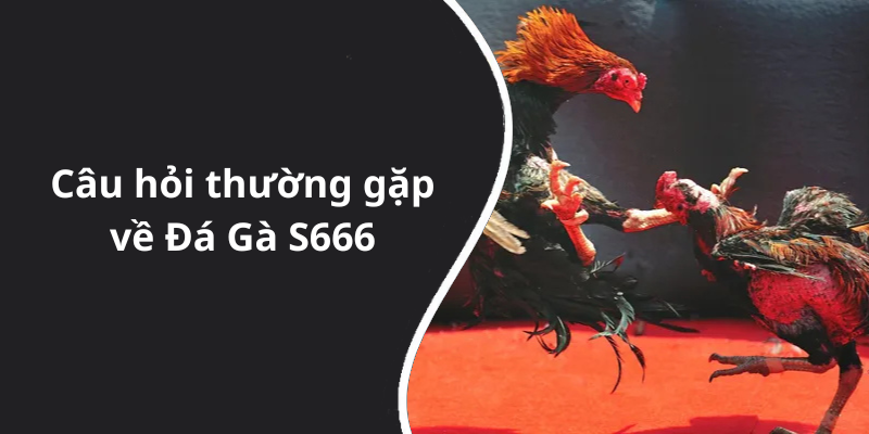 Câu hỏi thường gặp về Đá Gà S666