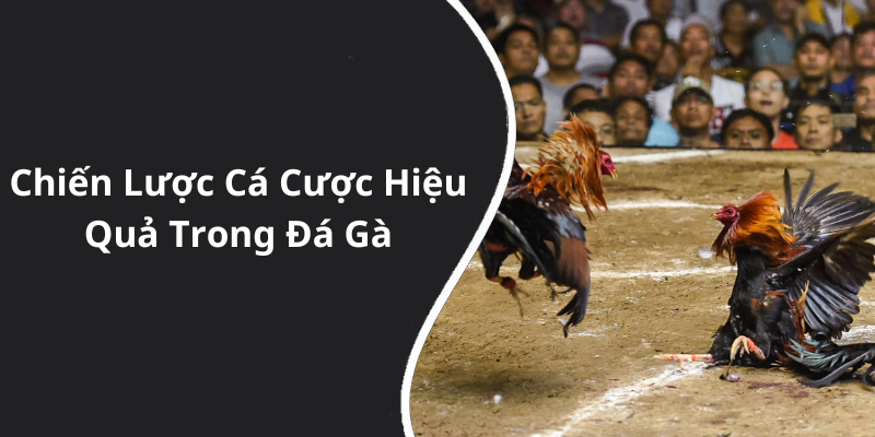 Chiến Lược Cá Cược Hiệu Quả Trong Đá Gà