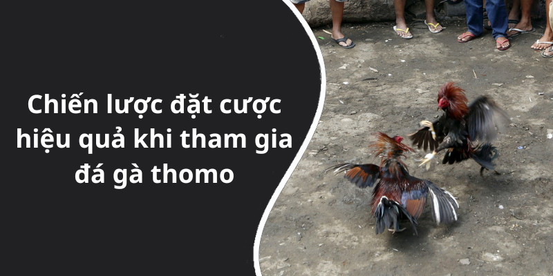 Chiến lược đặt cược hiệu quả khi tham gia đá gà thomo