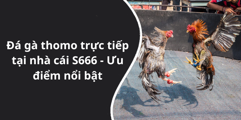 Đá gà thomo trực tiếp tại nhà cái S666 - Ưu điểm nổi bật