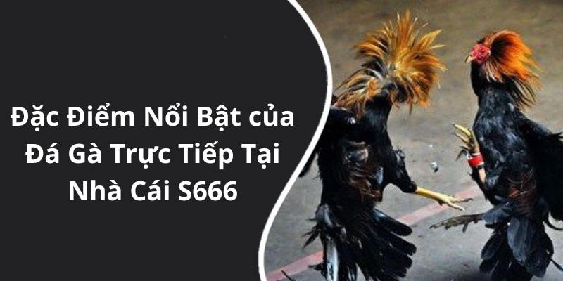 Đặc Điểm Nổi Bật của Đá Gà Trực Tiếp Tại Nhà Cái S666