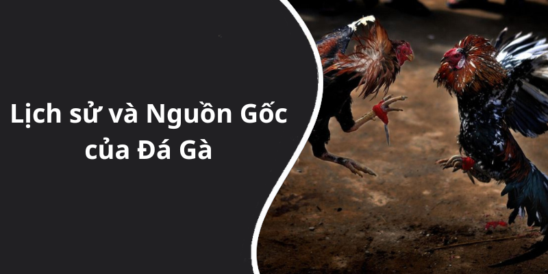 Lịch sử và Nguồn Gốc của Đá Gà