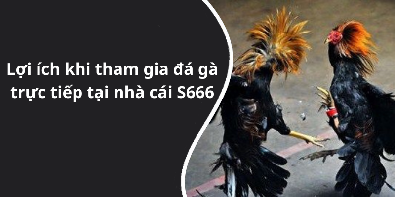 Lợi ích khi tham gia đá gà trực tiếp tại nhà cái S666