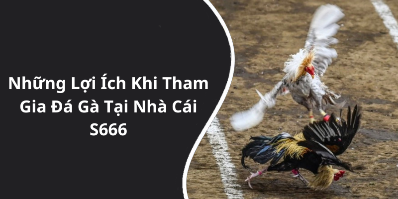 Những Lợi Ích Khi Tham Gia Đá Gà Tại Nhà Cái S666