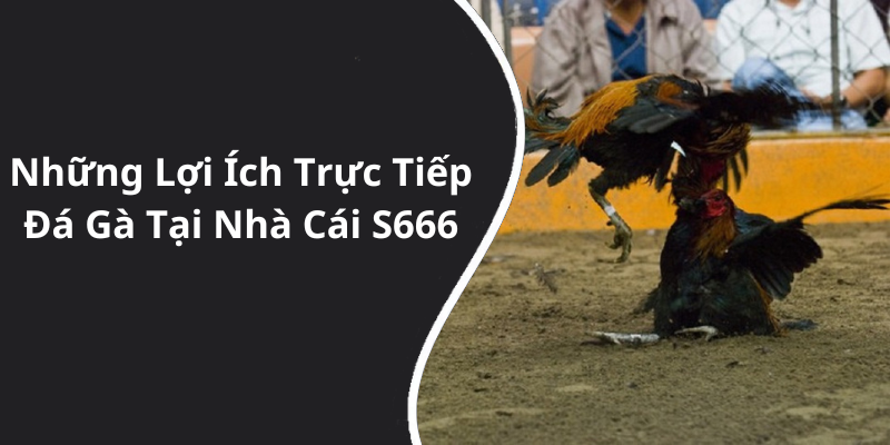 Những Lợi Ích Trực Tiếp Đá Gà Tại Nhà Cái S666