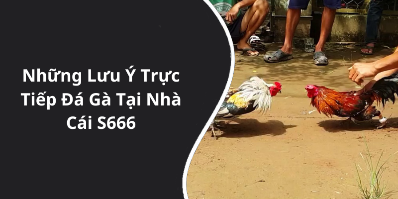 Những Lưu Ý Trực Tiếp Đá Gà Tại Nhà Cái S666