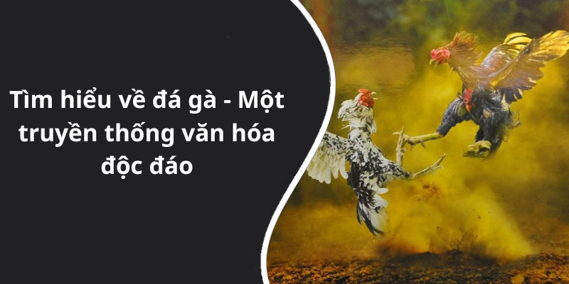 Tìm hiểu về đá gà - Một truyền thống văn hóa độc đáo