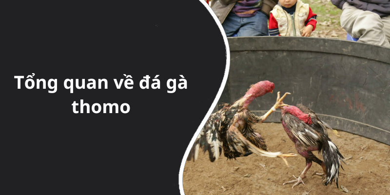 Tổng quan về đá gà thomo