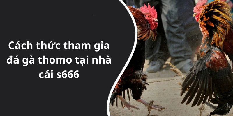 Cách thức tham gia đá gà thomo tại nhà cái s666