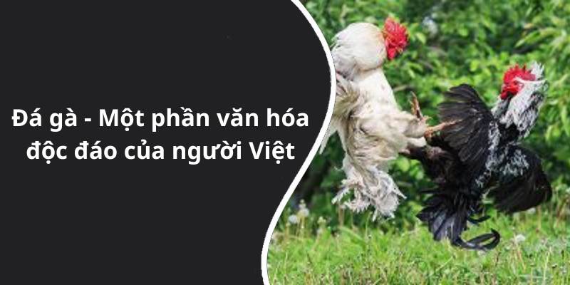 Đá gà - Một phần văn hóa độc đáo của người Việt