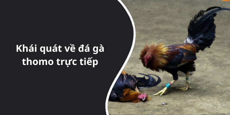 Khái quát về đá gà thomo trực tiếp
