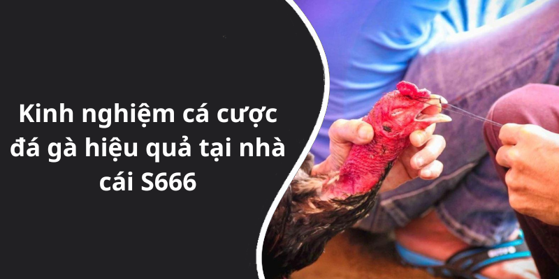 Kinh nghiệm cá cược đá gà hiệu quả tại nhà cái S666