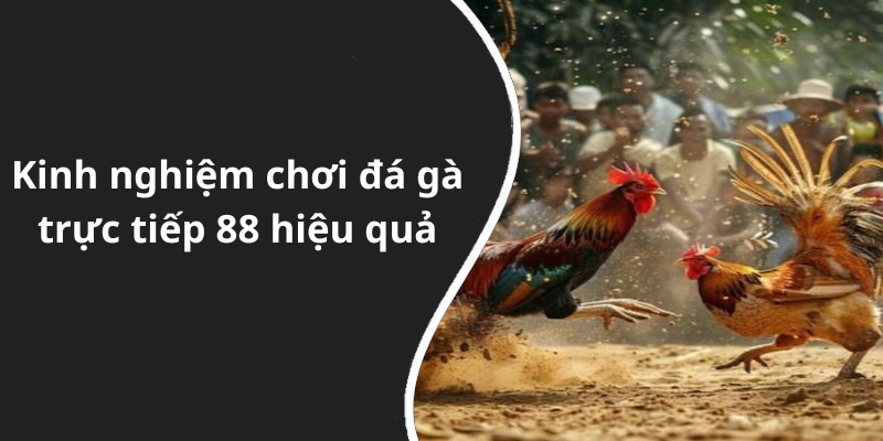 Kinh nghiệm chơi đá gà trực tiếp 88 hiệu quả
