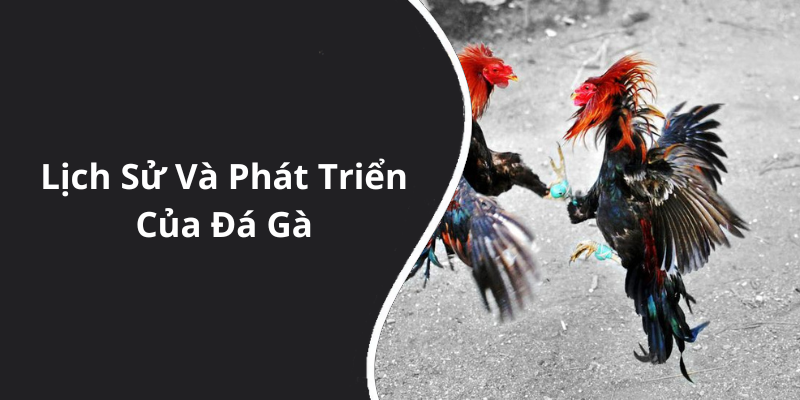 Lịch Sử Và Phát Triển Của Đá Gà