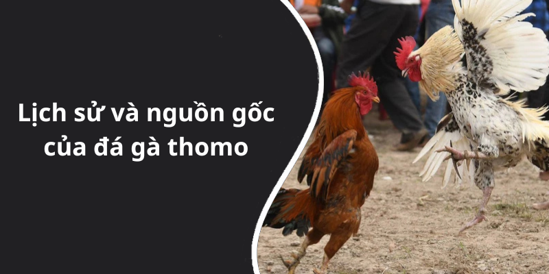 Lịch sử và nguồn gốc của đá gà thomo