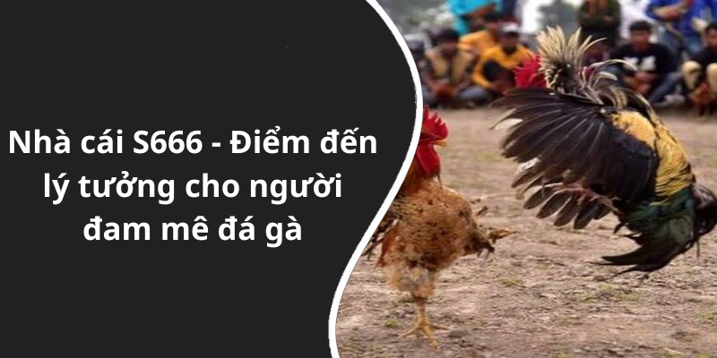 Nhà cái S666 - Điểm đến lý tưởng cho người đam mê đá gà