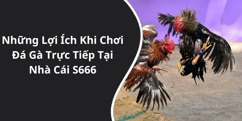 Những Lợi Ích Khi Chơi Đá Gà Trực Tiếp Tại Nhà Cái S666