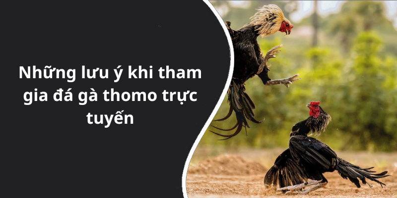 Những lưu ý khi tham gia đá gà thomo trực tuyến
