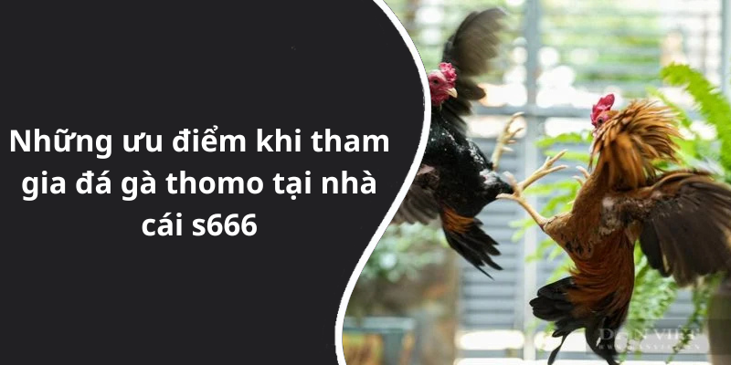 Những ưu điểm khi tham gia đá gà thomo tại nhà cái s666