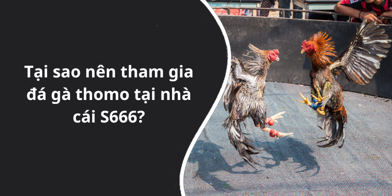 Tại sao nên tham gia đá gà thomo tại nhà cái S666