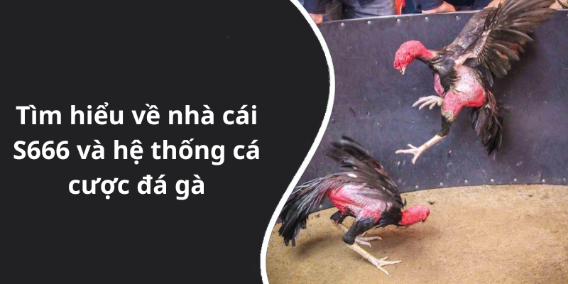 Tìm hiểu về nhà cái S666 và hệ thống cá cược đá gà