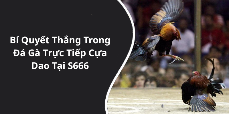 Bí Quyết Thắng Trong Đá Gà Trực Tiếp Cựa Dao Tại S666
