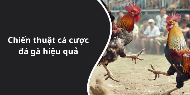 Chiến thuật cá cược đá gà hiệu quả