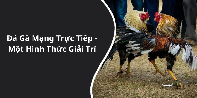 Đá Gà Mạng Trực Tiếp - Một Hình Thức Giải Trí