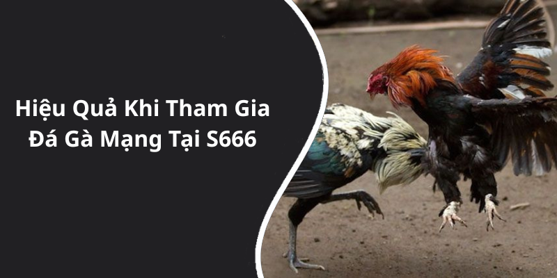 Hiệu Quả Khi Tham Gia Đá Gà Mạng Tại S666