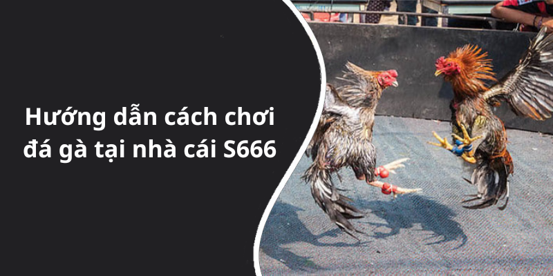 Hướng dẫn cách chơi đá gà tại nhà cái S666