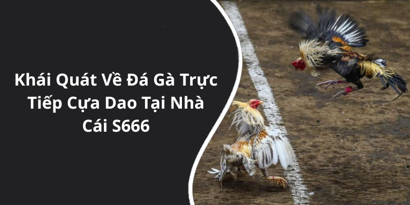 Khái Quát Về Đá Gà Trực Tiếp Cựa Dao Tại Nhà Cái S666