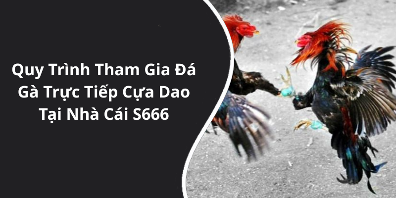 Quy Trình Tham Gia Đá Gà Trực Tiếp Cựa Dao Tại Nhà Cái S666