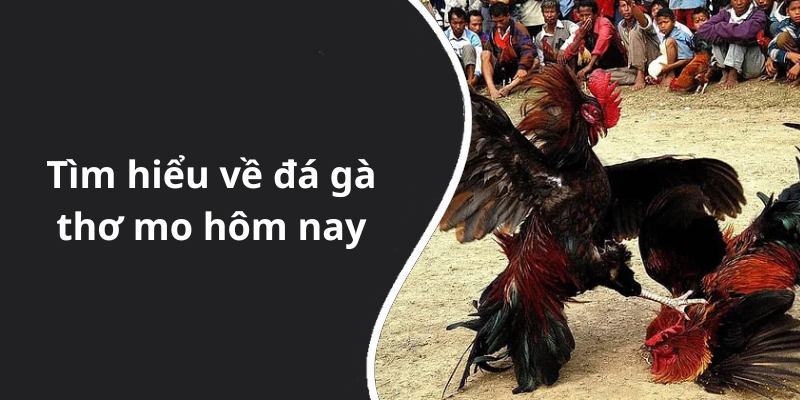 Tìm hiểu về đá gà thơ mo hôm nay