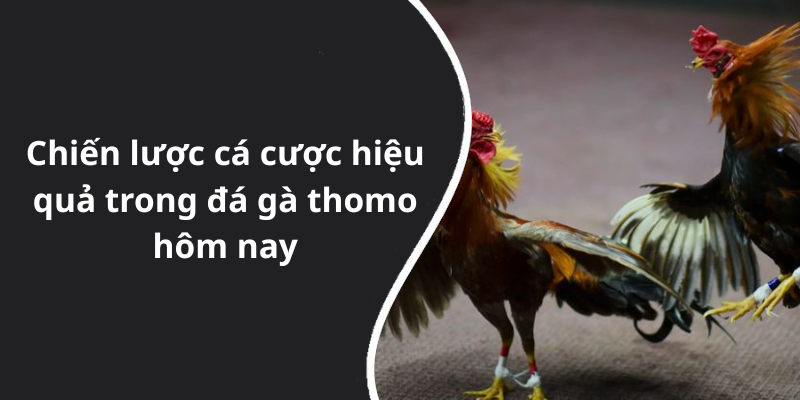 Chiến lược cá cược hiệu quả trong đá gà thomo hôm nay