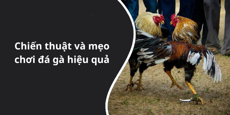 Chiến thuật và mẹo chơi đá gà hiệu quả