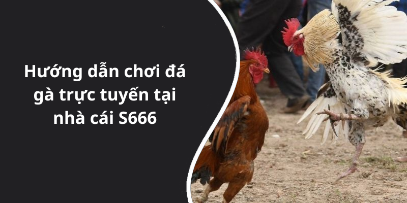 Hướng dẫn chơi đá gà trực tuyến tại nhà cái S666