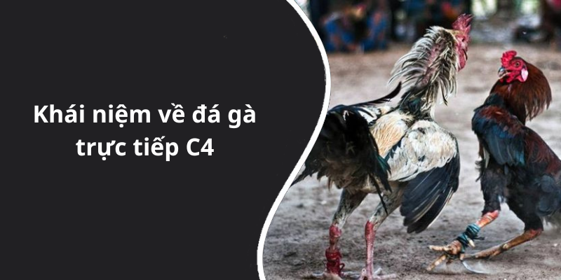 Khái niệm về đá gà trực tiếp C4