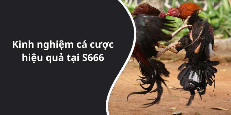 Kinh nghiệm cá cược hiệu quả tại S666
