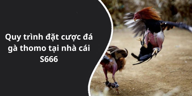 Quy trình đặt cược đá gà thomo tại nhà cái S666