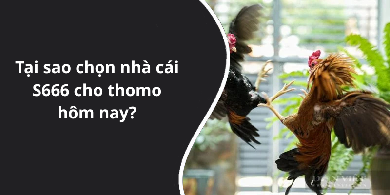 Tại sao chọn nhà cái S666 cho thomo hôm nay
