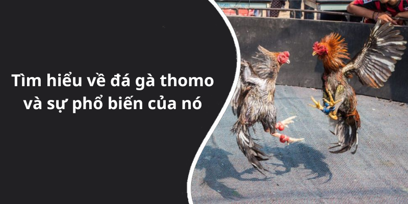 Tìm hiểu về đá gà thomo và sự phổ biến của nó