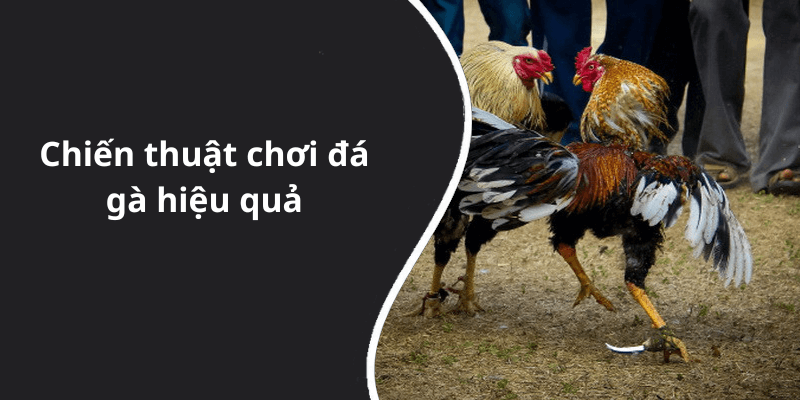 Chiến thuật chơi đá gà hiệu quả
