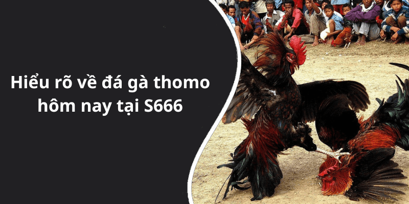 Hiểu rõ về đá gà thomo hôm nay tại S666