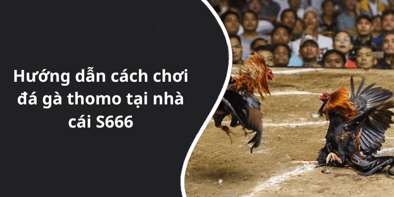 Hướng dẫn cách chơi đá gà thomo tại nhà cái S666