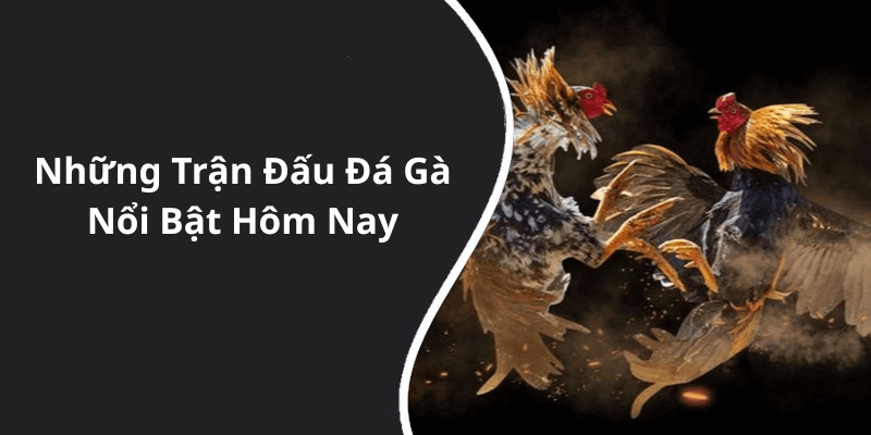 Những Trận Đấu Đá Gà Nổi Bật Hôm Nay